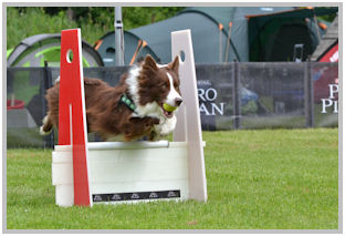 border collie speedy dream