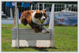 border collie speedy dream