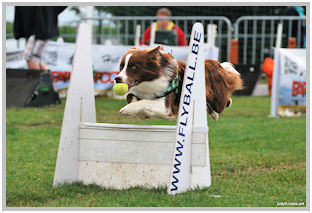 border collie speedy dream