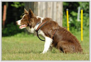 border collie speedy dream