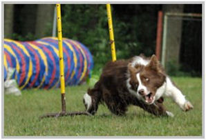 border collie speedy dream