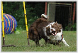 border collie speedy dream