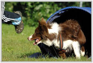 border collie speedy dream