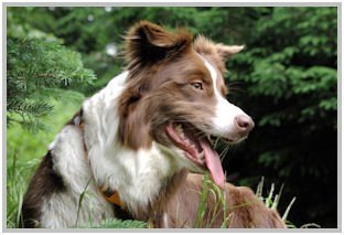 border collie speedy dream