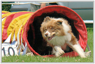 border collie speedy dream