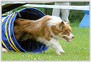 border collie speedy dream