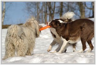 border collie speedy dream