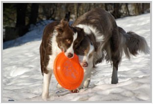 border collie speedy dream