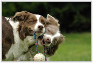 border collie speedy dream