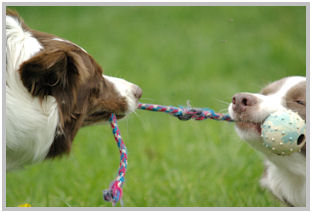 border collie speedy dream