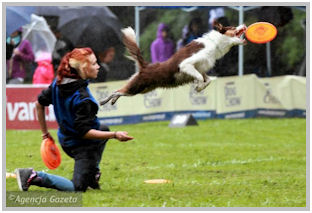 border collie speedy dream