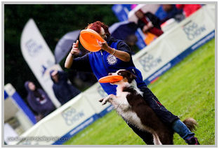 border collie speedy dream