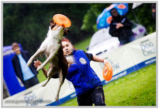 border collie speedy dream