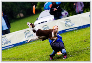 border collie speedy dream