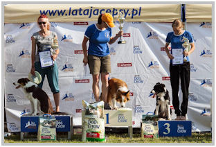 border collie speedy dream