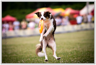 border collie speedy dream