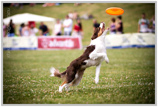 border collie speedy dream