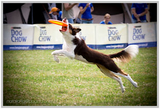 border collie speedy dream