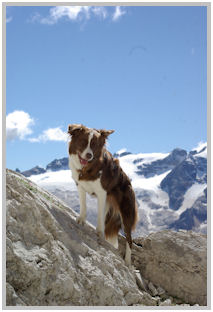 border collie speedy dream