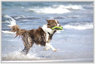 border collie speedy dream