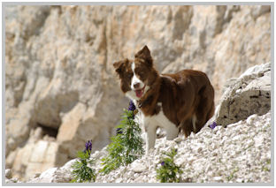 border collie speedy dream