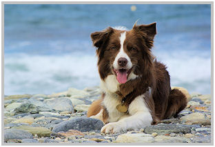 border collie speedy dream