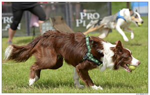 border collie speedy dream