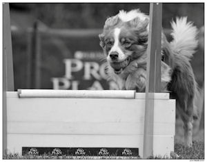 border collie speedy dream