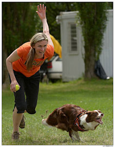 border collie speedy dream