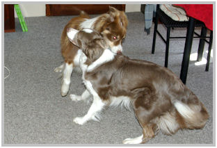border collie speedy dream
