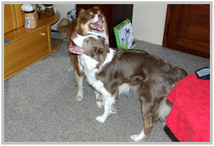 border collie speedy dream