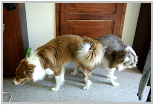 border collie speedy dream