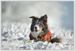 border collie speedy dream