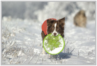 border collie speedy dream