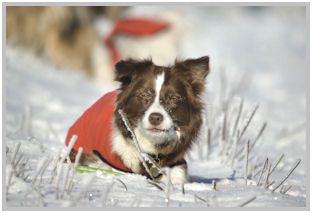 border collie speedy dream