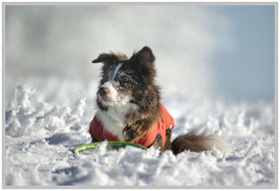 border collie speedy dream