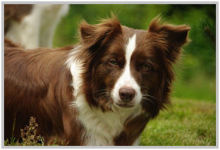 border collie speedy dream