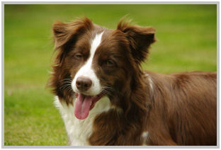border collie speedy dream