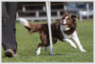 border collie speedy dream