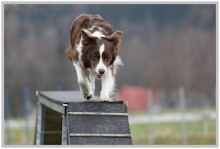 border collie speedy dream