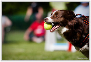 border collie speedy dream