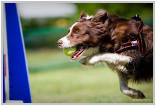 border collie speedy dream