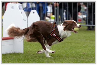 border collie speedy dream