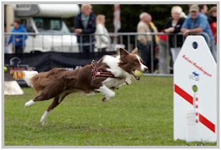 border collie speedy dream