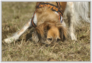 border collie speedy dream