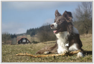 border collie speedy dream