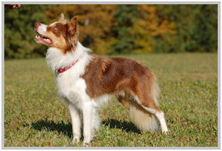 border collie speedy dream
