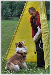 border collie speedy dream