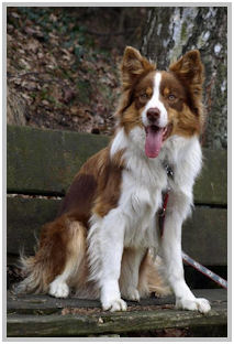 border collie speedy dream