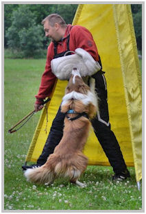 border collie speedy dream